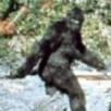 TheSasquatch's picture